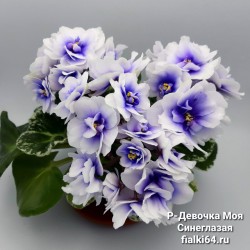 Р-Девочка Моя Синеглазая (Зуб)